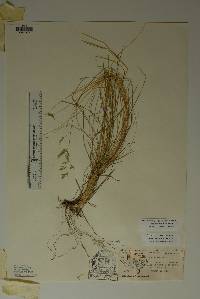 Poa strictiramea image