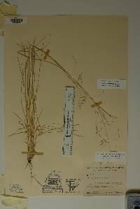 Poa strictiramea image