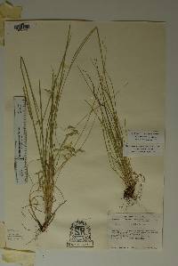 Poa strictiramea image