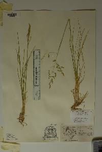 Poa strictiramea image