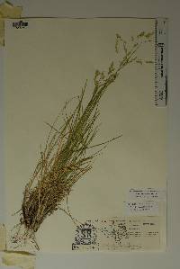 Poa strictiramea image