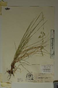 Poa strictiramea image