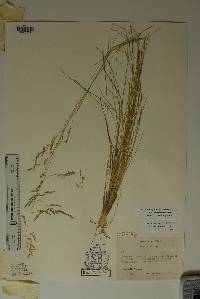 Poa strictiramea image