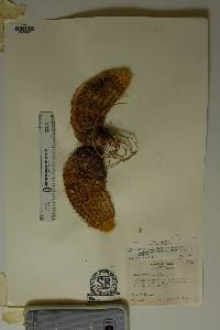 Echinocereus viridiflorus var. correllii image