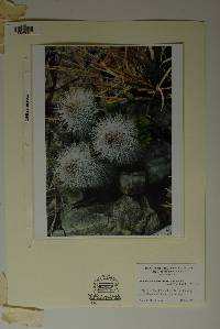 Echinocereus viridiflorus var. canus image