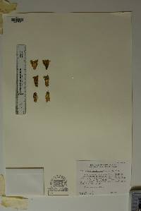 Echinocereus viridiflorus image