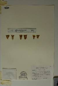 Echinocereus viridiflorus var. canus image