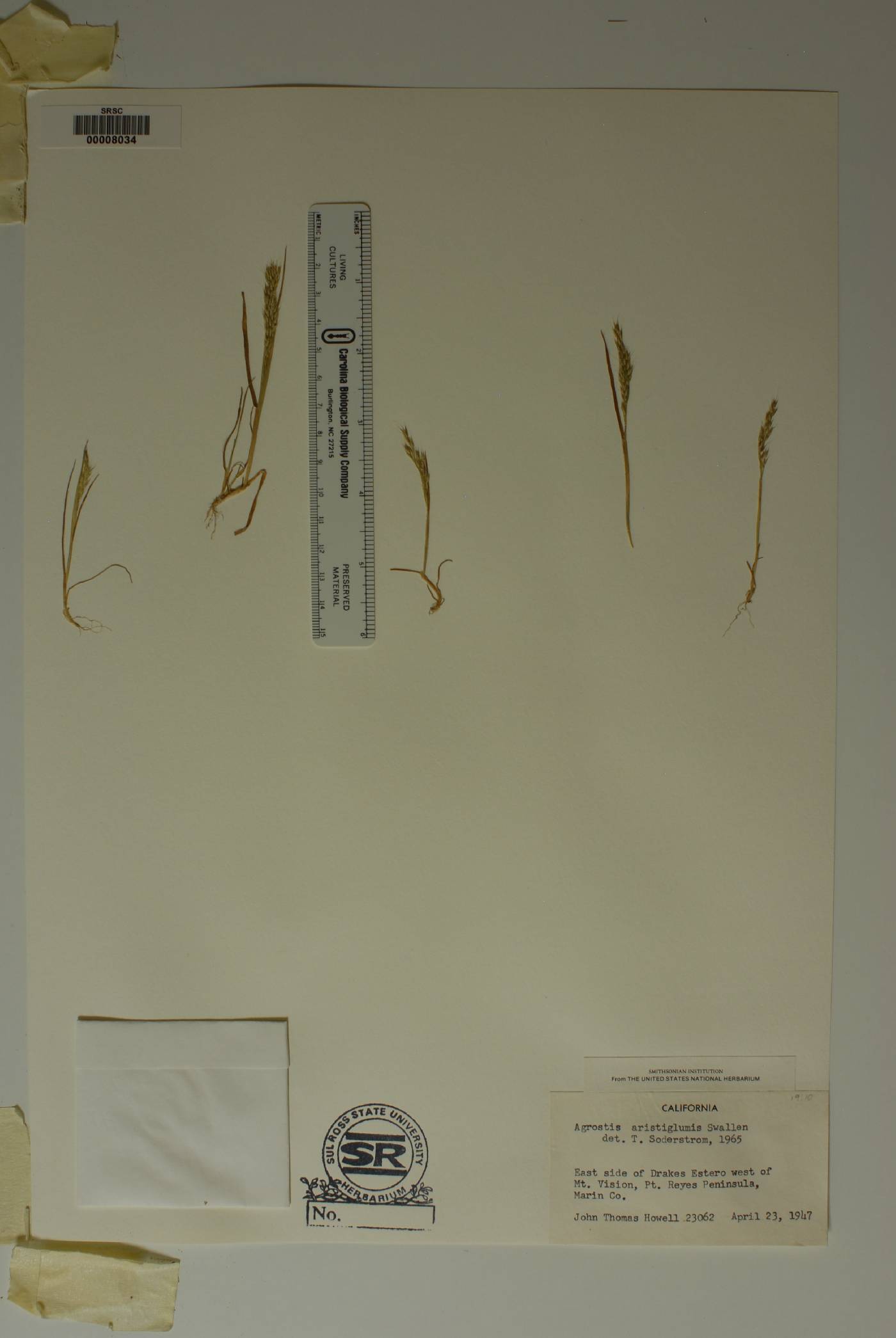 Agrostis hendersonii image