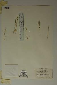 Agrostis hendersonii image