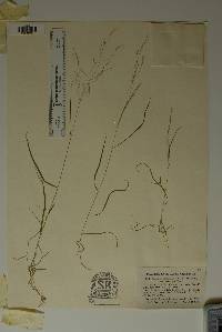 Agrostis perennans var. aestivalis image