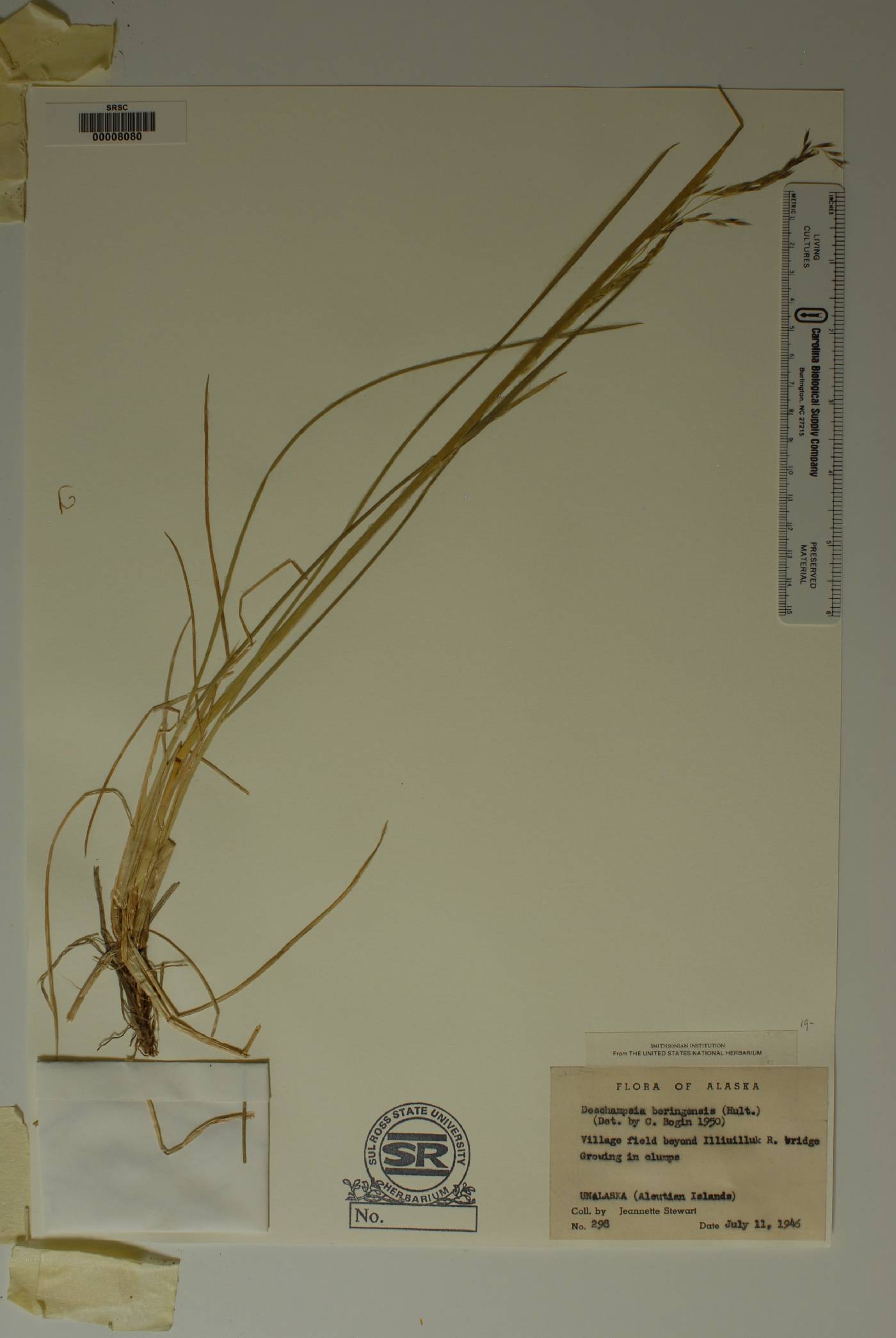 Deschampsia cespitosa subsp. beringensis image