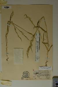 Limnodea arkansana image