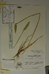 Phalaris caroliniana image