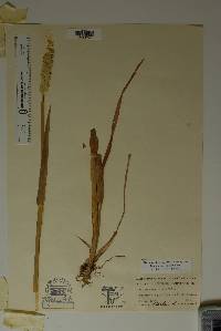 Phalaris caroliniana image