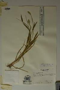 Phalaris caroliniana image