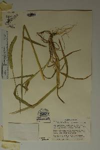 Phalaris angusta image