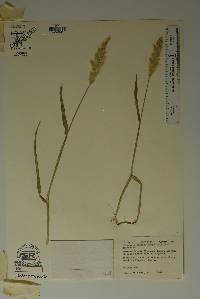 Polypogon monspeliensis image