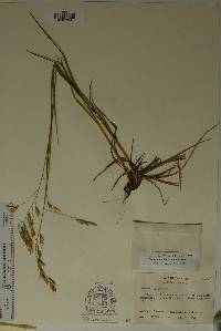 Bromus anomalus image