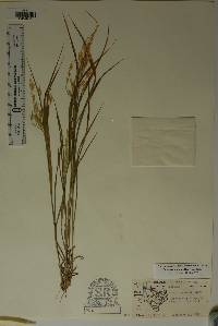 Bromus anomalus image