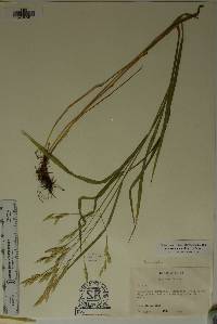 Bromus anomalus image