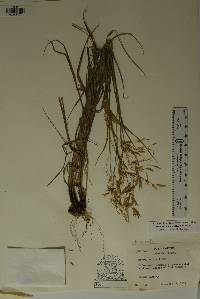 Bromus anomalus image