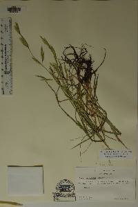 Bromus carinatus image