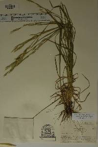 Bromus carinatus image