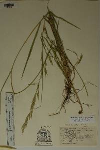 Bromus carinatus image