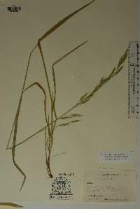 Bromus carinatus image