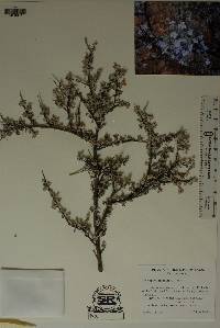 Image of Leucophyllum minus