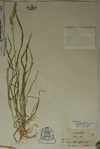 Bromus catharticus image