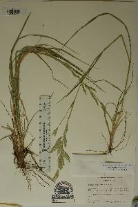 Bromus catharticus image