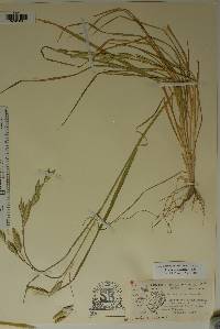 Bromus catharticus image