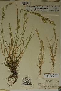 Bromus catharticus image