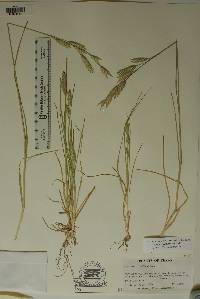 Bromus catharticus image