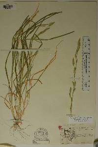 Bromus catharticus image