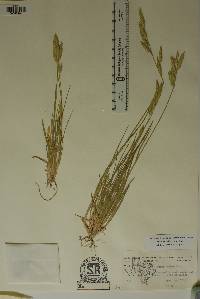 Bromus catharticus image