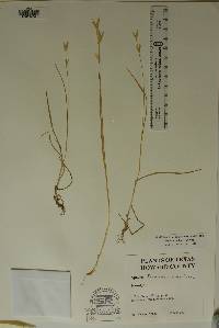 Bromus catharticus image