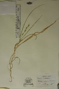 Bromus catharticus image