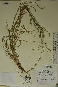 Bromus catharticus image