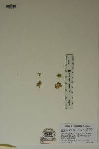 Tomostima cuneifolia image