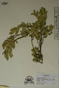 Quercus mohriana image