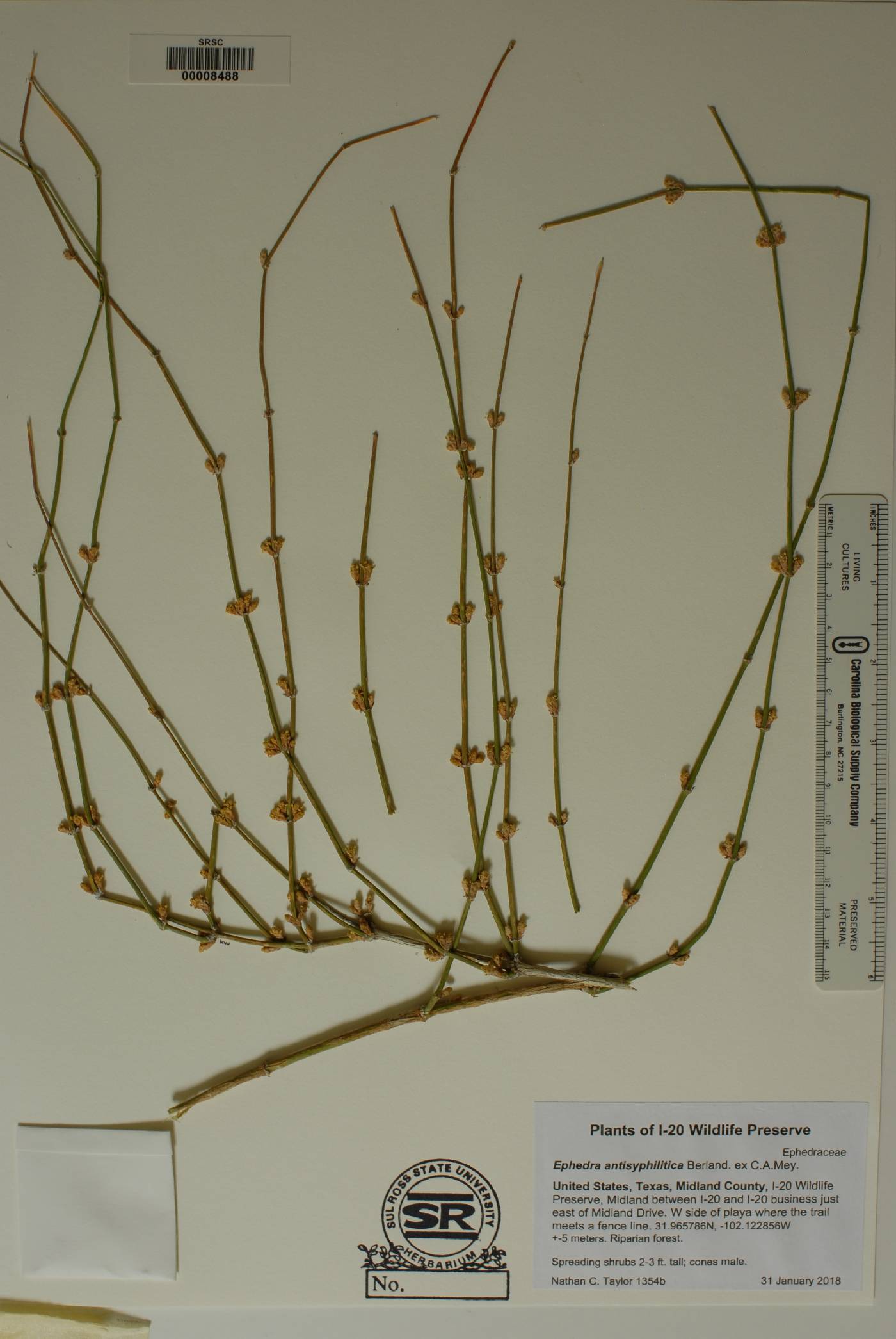 Ephedra antisyphilitica image