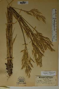 Bromus lanatipes image