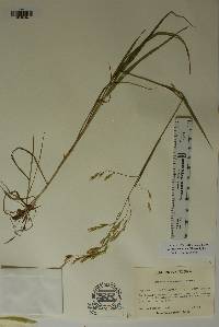 Bromus lanatipes image