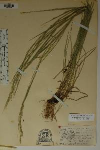 Bromus lanatipes image