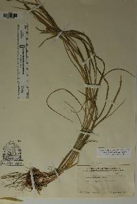 Bromus lanatipes image