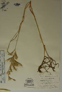 Bromus macrostachys image