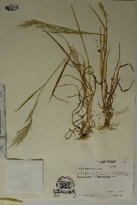 Bromus macrostachys image