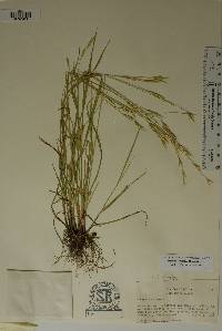 Bromus polyanthus image